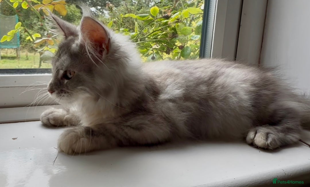 Maine Coon cats for sale: Maine coon kittens  - Image 8