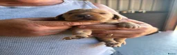 Labrador Retriever dogs for sale: Gorgeous Fox Red KC Reg Puppies  - Advert 14