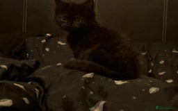 Mixed Breed cats for sale: 4 lovely kittens ready for collection ASAP - Image 10