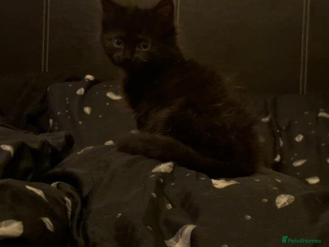 Mixed Breed cats for sale: 4 lovely kittens ready for collection ASAP - Image 10