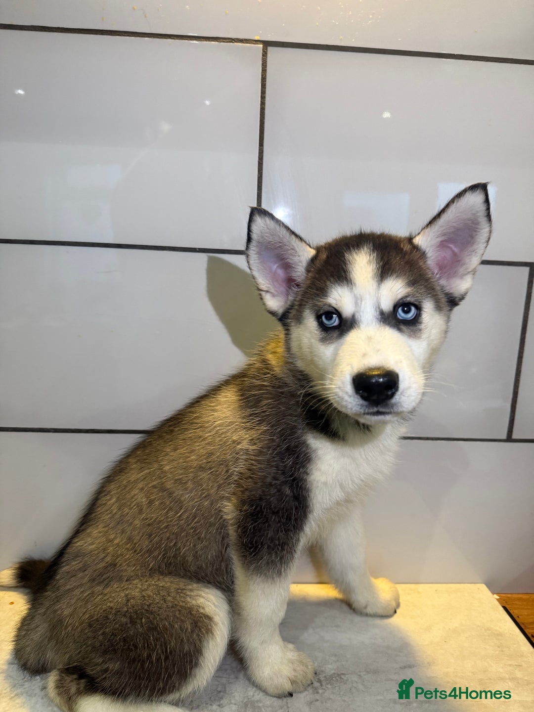 Siberian Husky dogs for sale: Husky Puppies 🩵🩷 - Advert 23