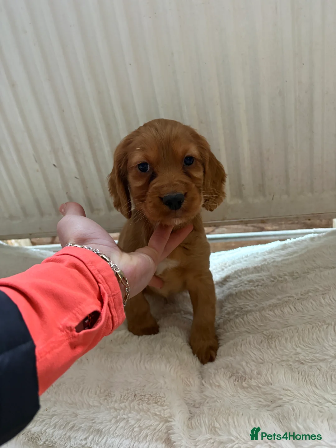 Cocker Spaniel dogs for sale: Stunning red cocker spaniels  - Advert 12
