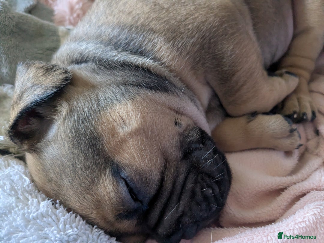 Mixed Breed dogs for sale: Frenchie x staff  - Advert 15