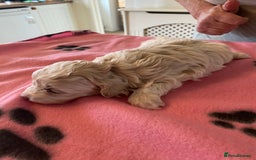 Maltipoo dogs for sale: BEAUTIFUL MALTIPOO F1 BOYS AND GIRLS AVAILABLE  - Image 10