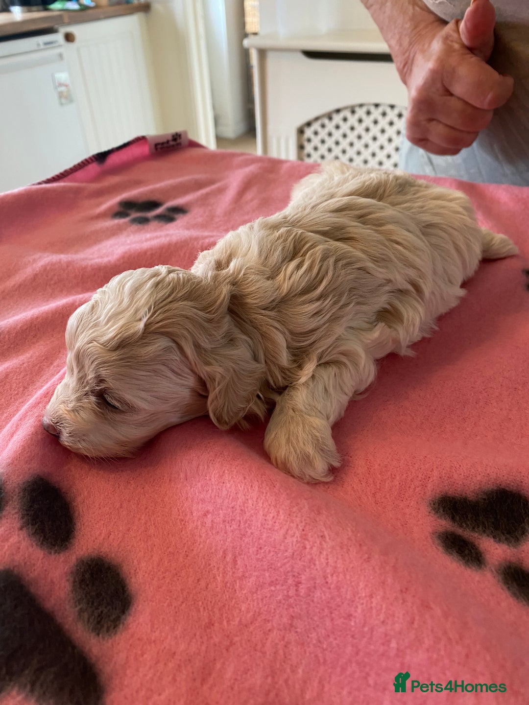Maltipoo dogs for sale: BEAUTIFUL MALTIPOO F1 BOYS AND GIRLS AVAILABLE  - Image 10