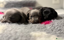 Miniature Dachshund dogs for sale: Stunning miniature dachshunds - Image 6