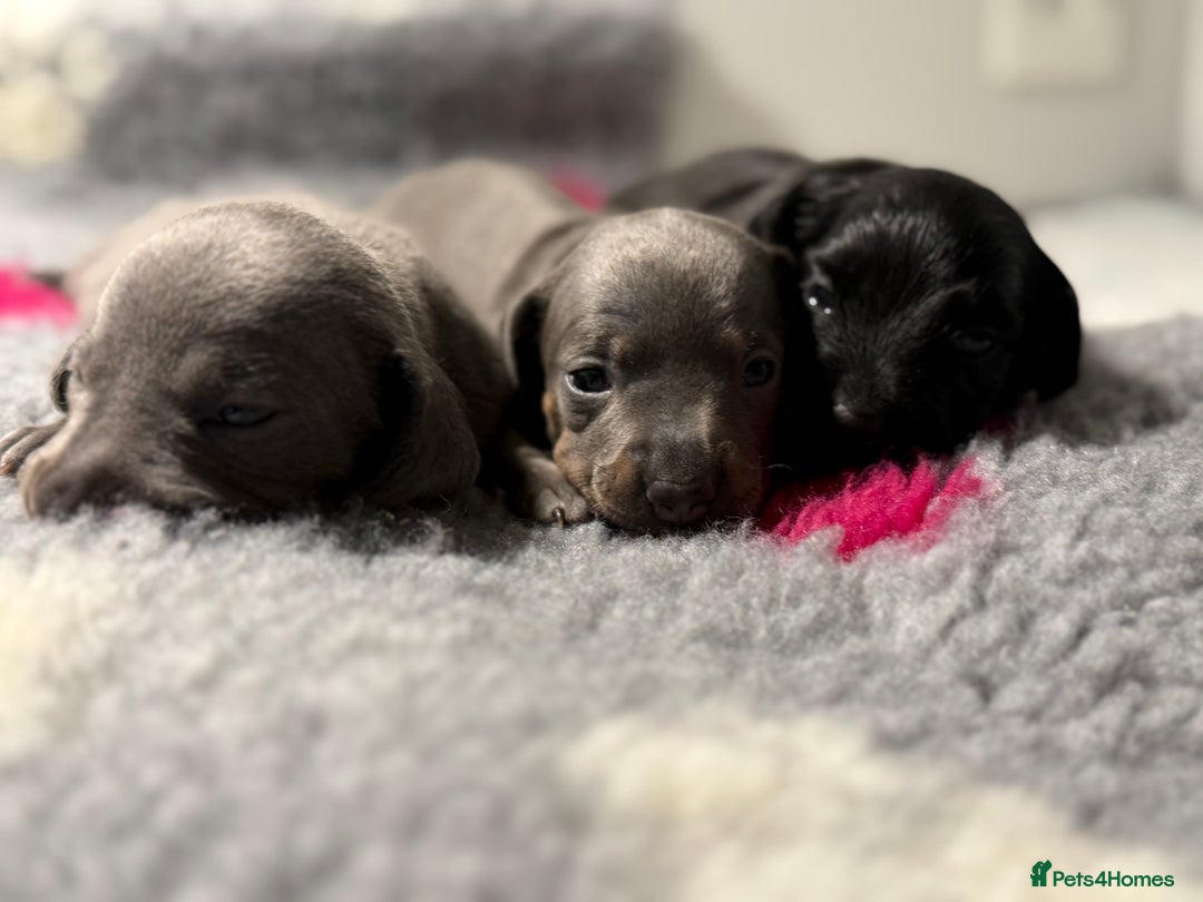 Miniature Dachshund dogs for sale: Stunning miniature dachshunds - Image 6