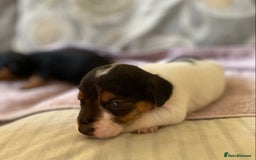 Jack Russell dogs for sale: 3 gorgeous male Jack Russells - Image 8