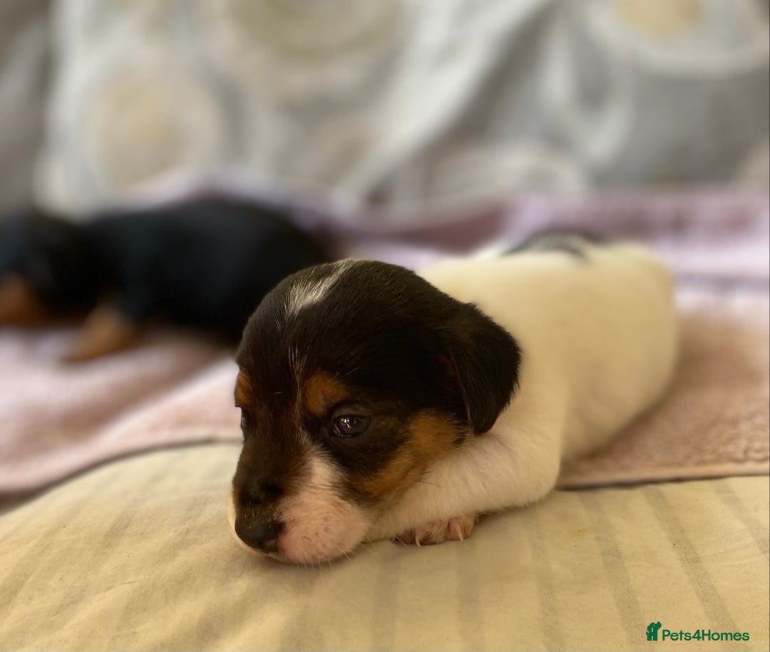 Jack Russell dogs for sale: 3 gorgeous male Jack Russells - Image 8