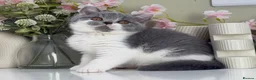 British Shorthair cats for sale: Gorgeous British Kittens - Advert 14