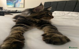 Maine Coon cats for sale: Beautiful male kitten - Image 1