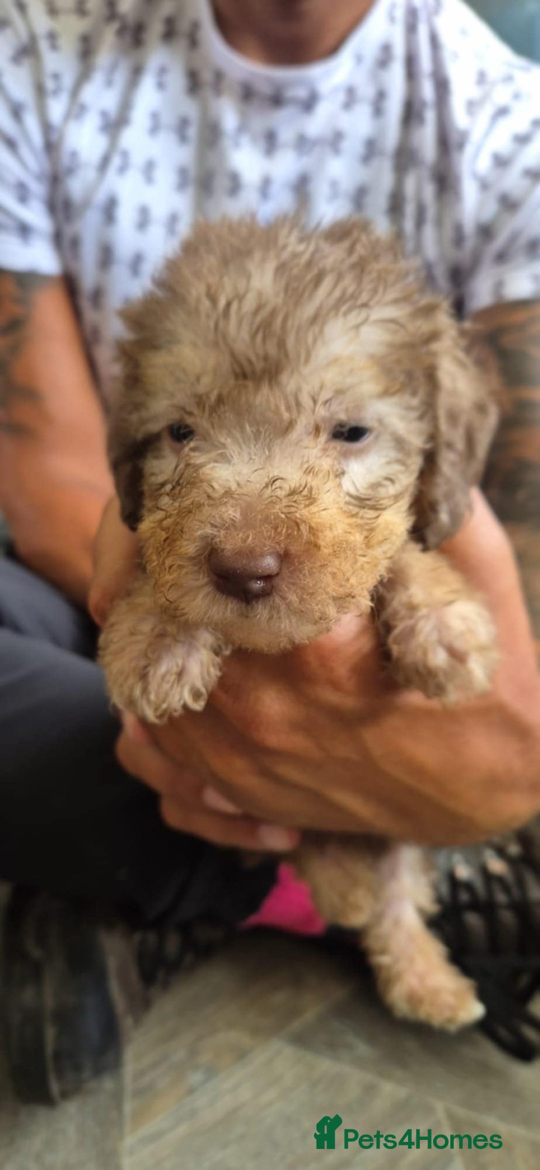 Bedlington Terrier dogs for sale: Bedlington terrier puppies  - Image 11