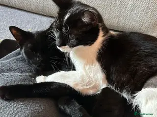 Domestic Shorthair cats Chilli and Pepper, 8 month old sisters in Basingstoke - Advert 7