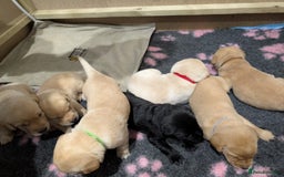 Labrador Retriever dogs for sale: Beautiful Labrador puppys  - Image 2