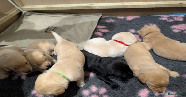 Labrador Retriever dogs Beautiful Labrador puppys  - Advert 6