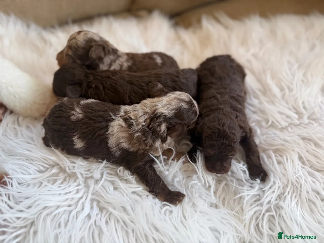 Toy Poodle dogs for sale: E ** tensively health tested toy poodles  in Romford - Advert 2