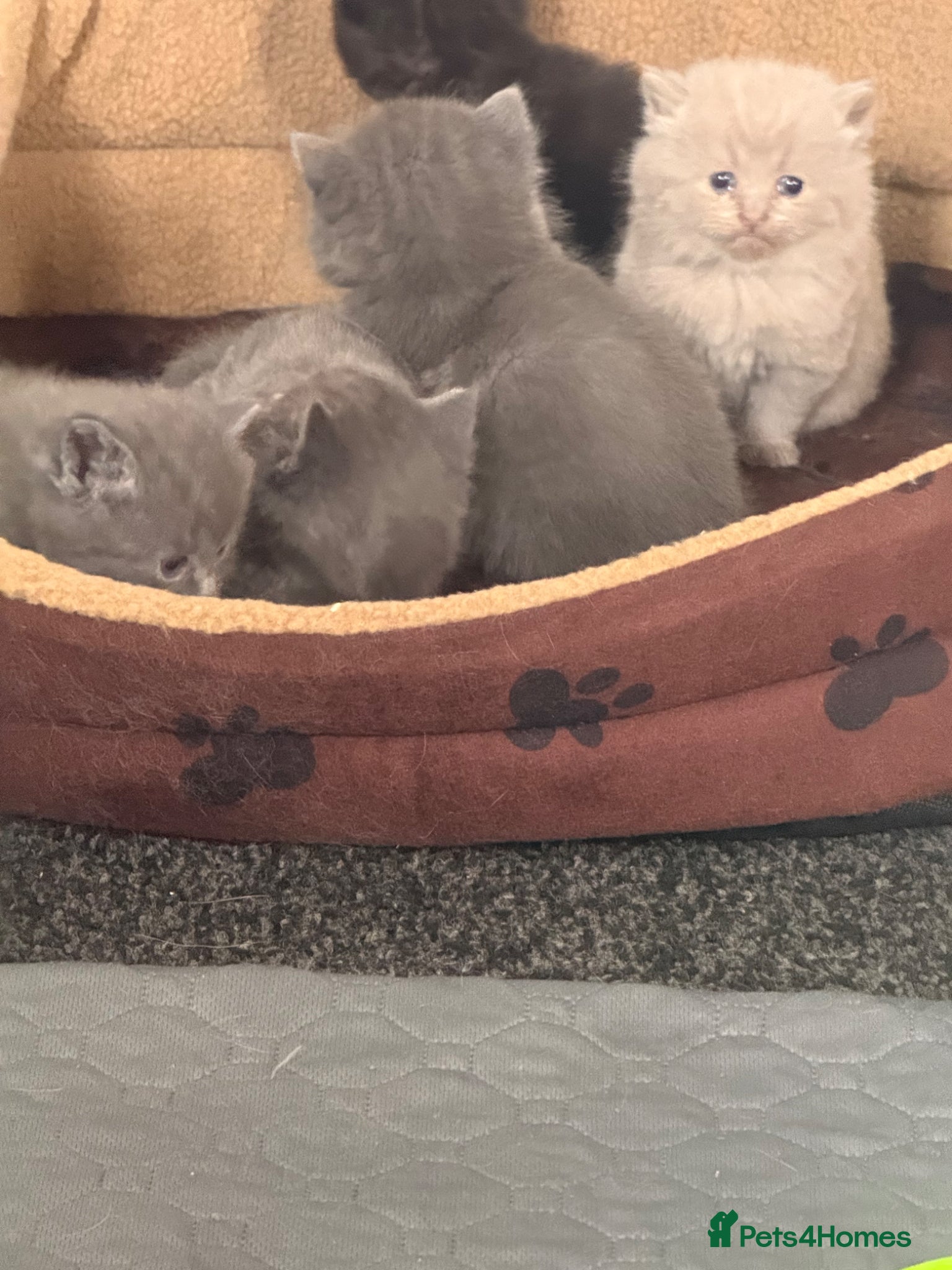 British Shorthair cats British shorthair kittens  - Advert 1