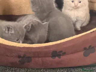 British Shorthair cats British shorthair kittens - Advert 18