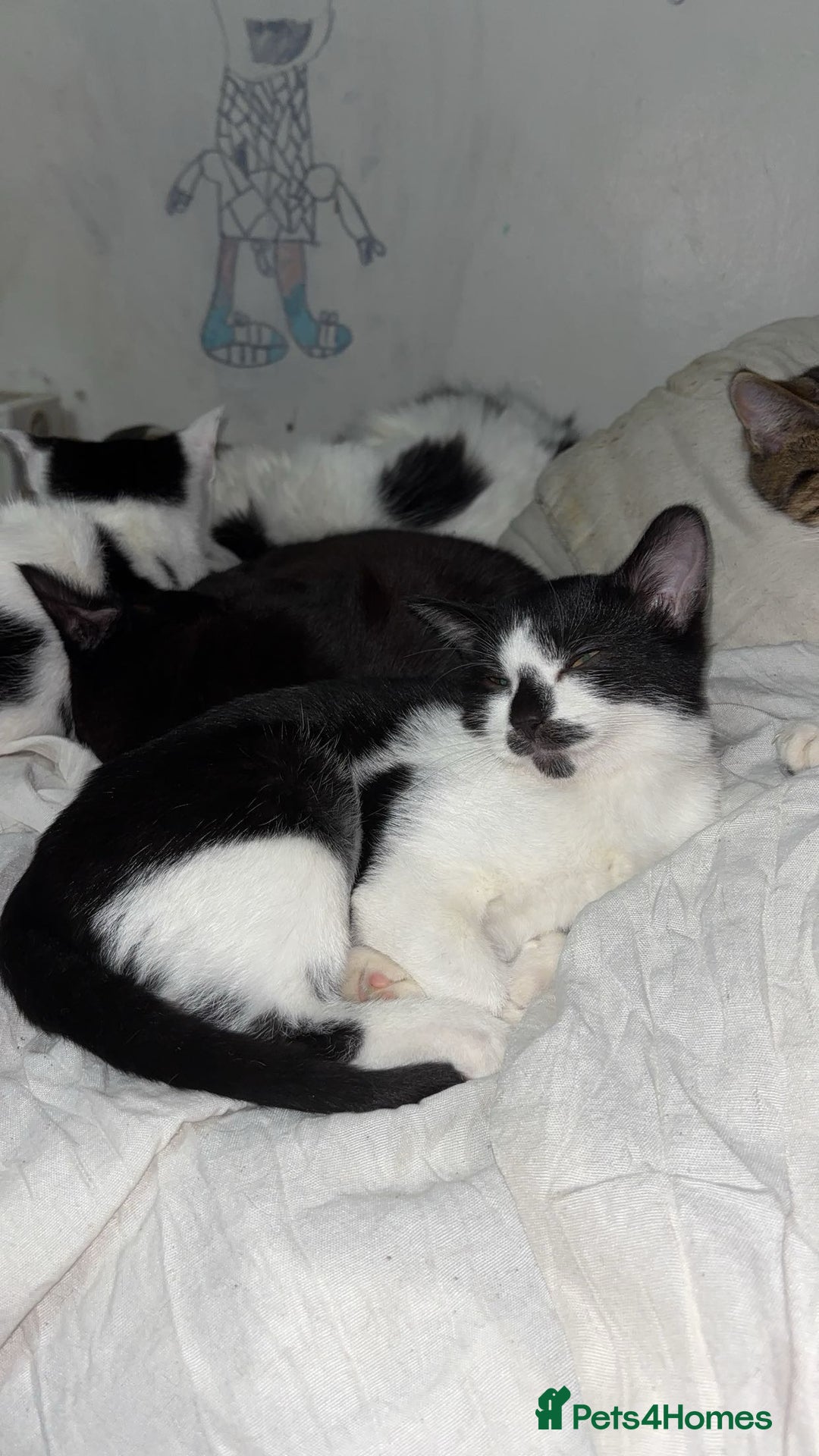 American Shorthair cats for sale: 3 black and white cats - Advert 11