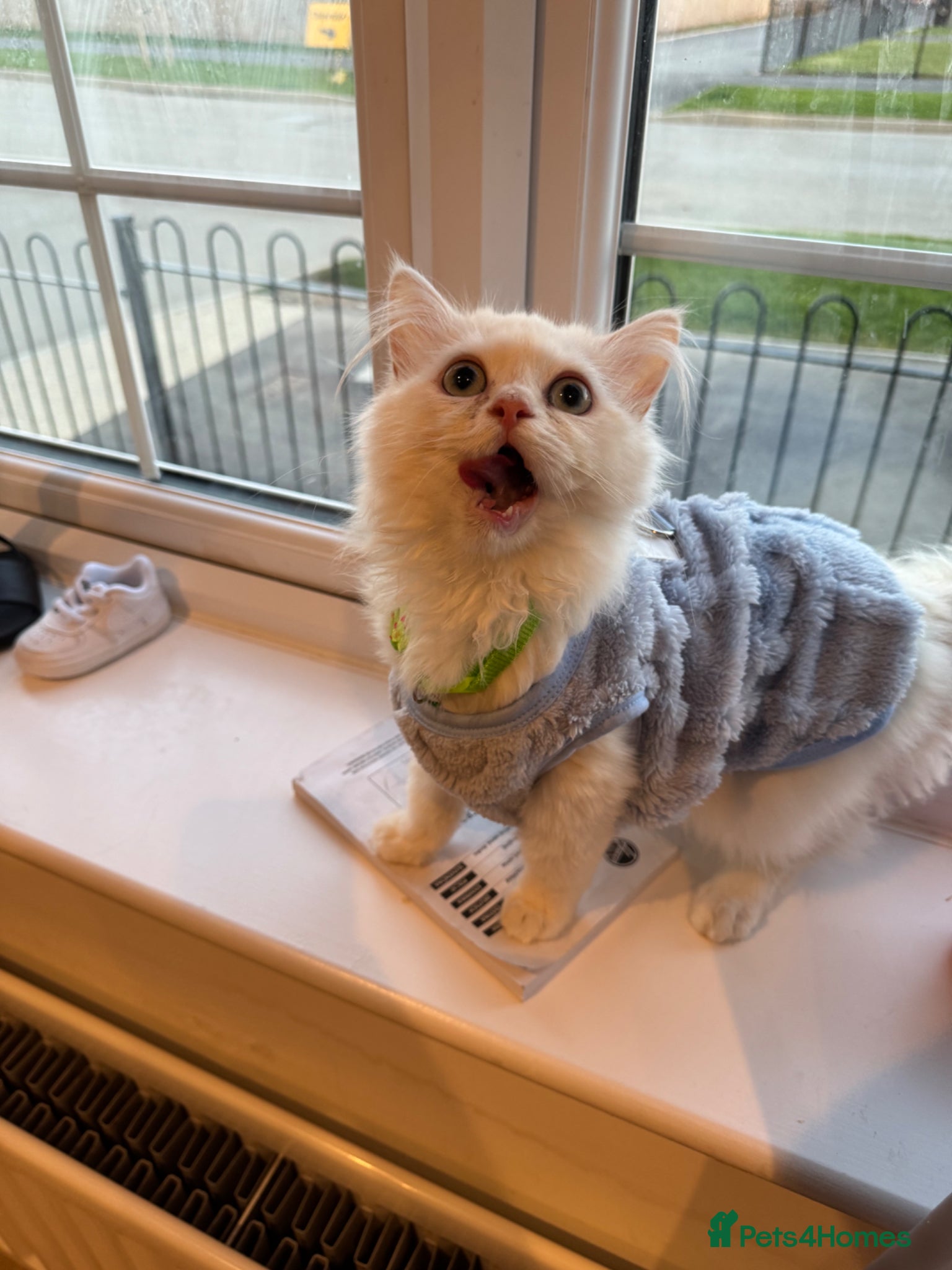 Persian cats BOY LEFT  - Advert 5