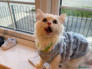 Persian cats BOY LEFT - Advert 5