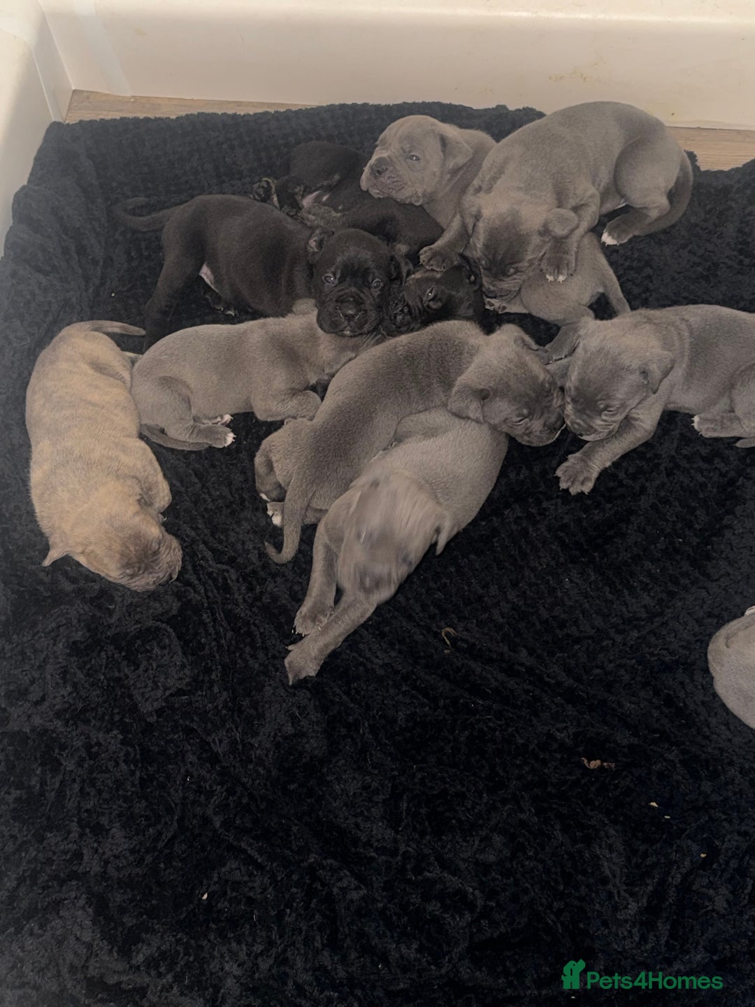 Mixed Breed dogs for sale: 9 beautiful cane corso puppies available  - Image 1