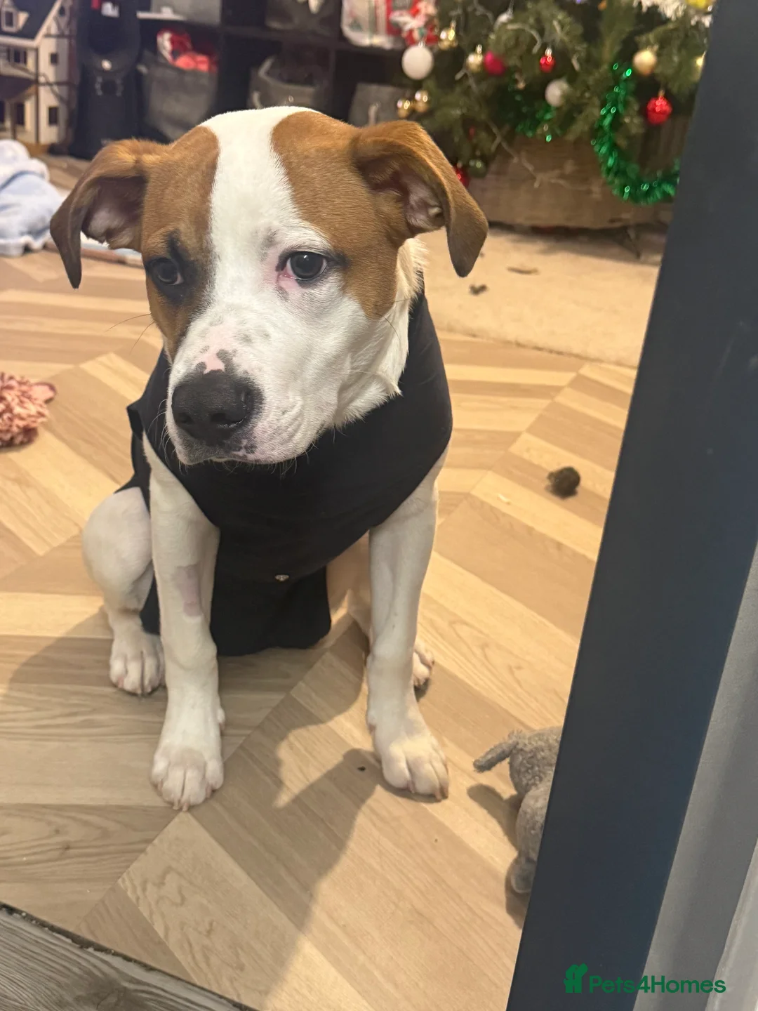 American Bull Staffy dogs for sale: American bulldog for sale  - Advert 4