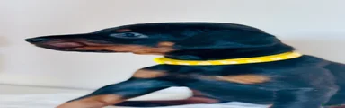 Dobermann Puppy 8