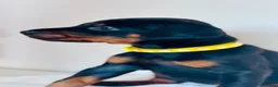 Dobermann dogs for sale: CHESHIRE WORLD CLASS DOBERMAN PUPPY in Winsford - Advert 6