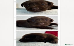 Labrador Retriever dogs for sale: READY NOW. LABRADOR PUPPIES. HEALTH CHECKS DONE  - Image 14