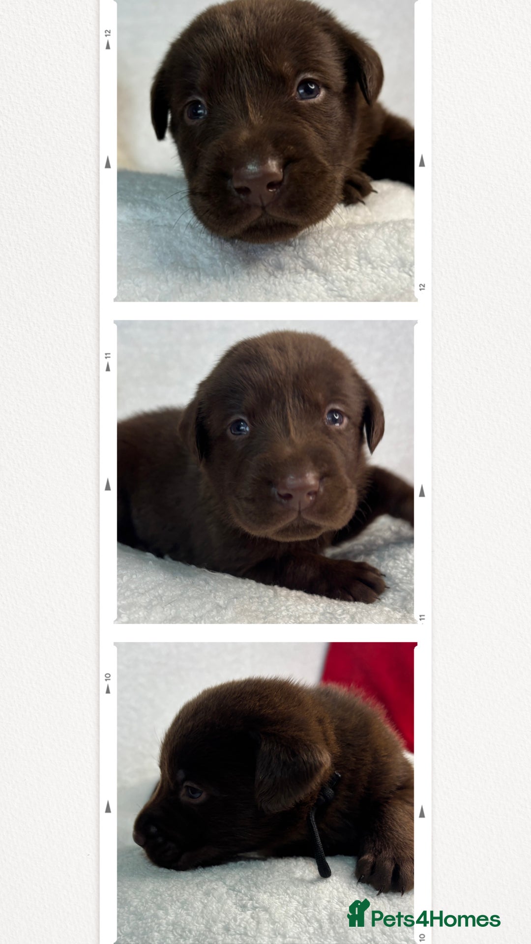 Labrador Retriever dogs for sale: READY NOW. LABRADOR PUPPIES. HEALTH CHECKS DONE  - Image 14