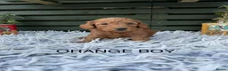 Cockapoo dogs for sale: F1b Cockapoos - Advert 2