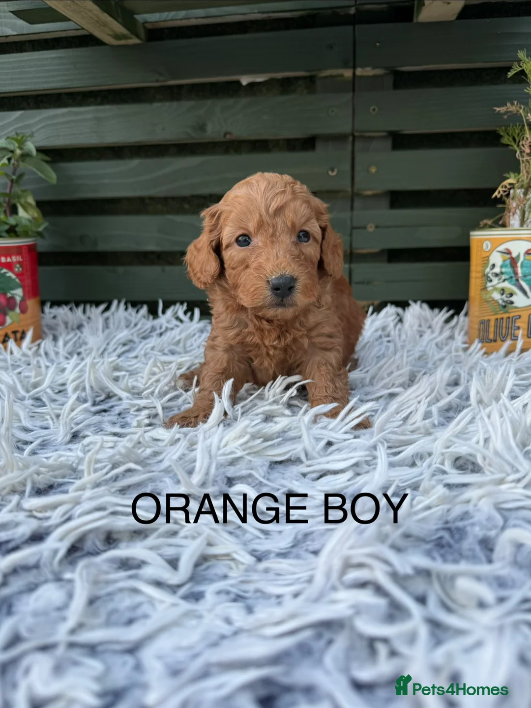 Cockapoo dogs for sale: F1b Cockapoos - Advert 2