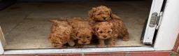 Cavapoo dogs for sale: Cavapoo f1b pups  - Advert 3