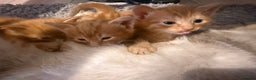 Maine Coon cats for sale: Ginger kittens - Advert 19