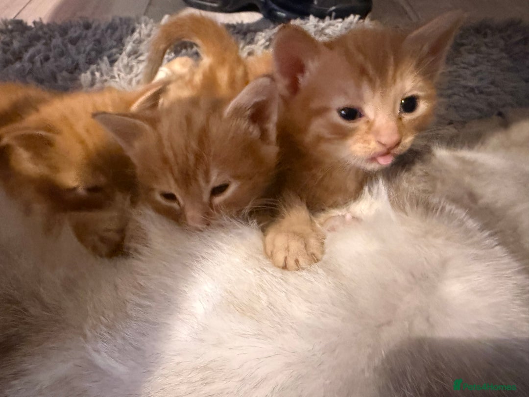 Maine Coon cats for sale: Ginger kittens - Advert 19