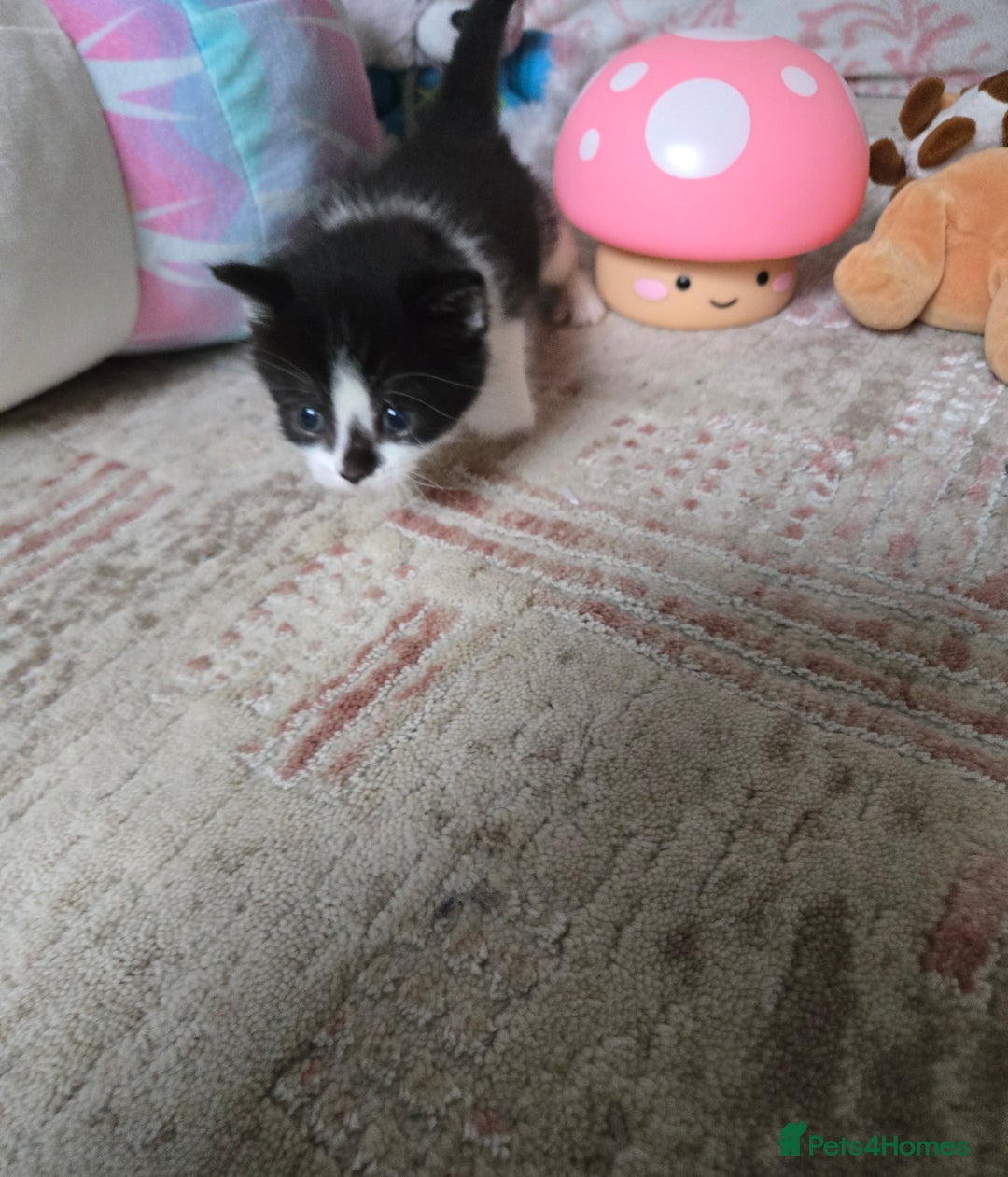 Mixed Breed cats for sale: Pretty black and white fluffy kittens - Image 5