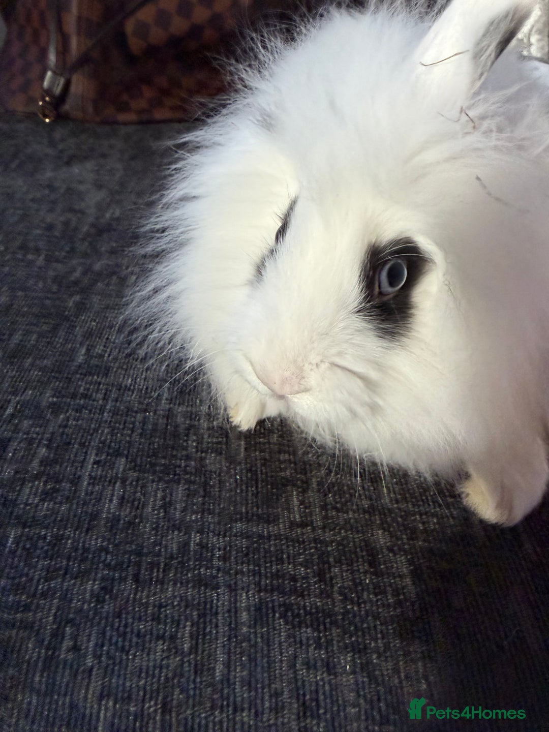 Lionhead rabbits for sale: Beautiful lion head baby rabbits.  - Advert 10