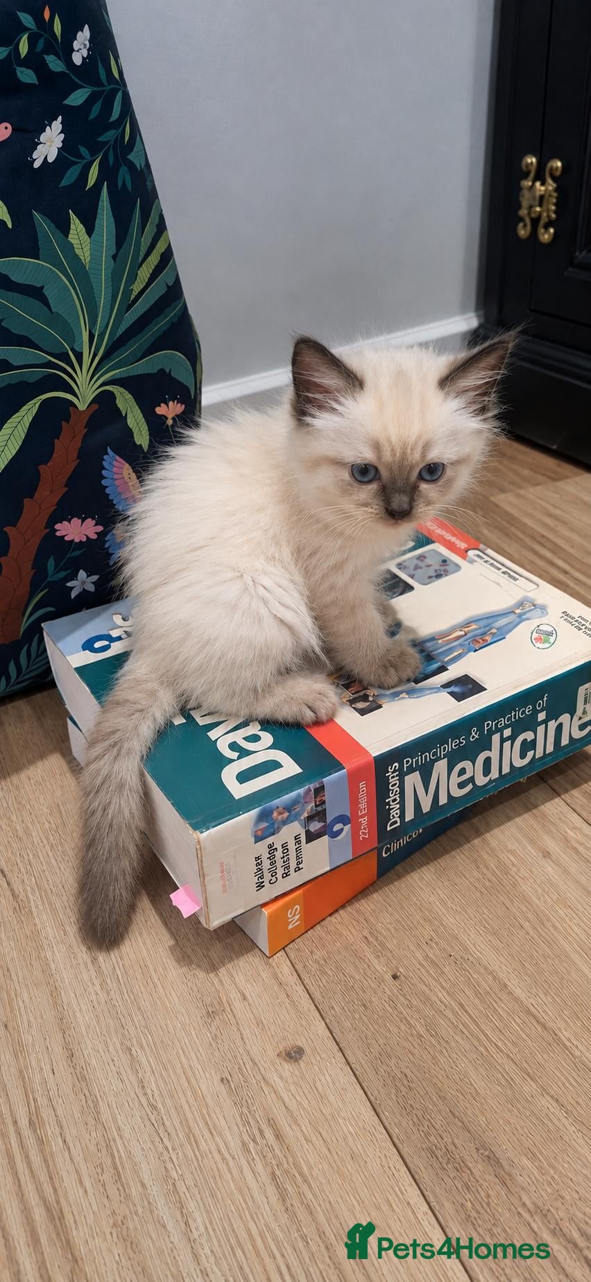 Ragdoll cats 🌸 Purebred Adorable Ragdoll Kittens 🌸 - Advert 7