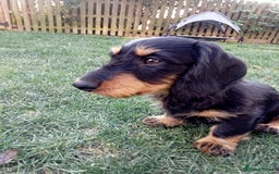 Dachshund dogs for sale: Long hair dachshund REDUCED  - Image 5