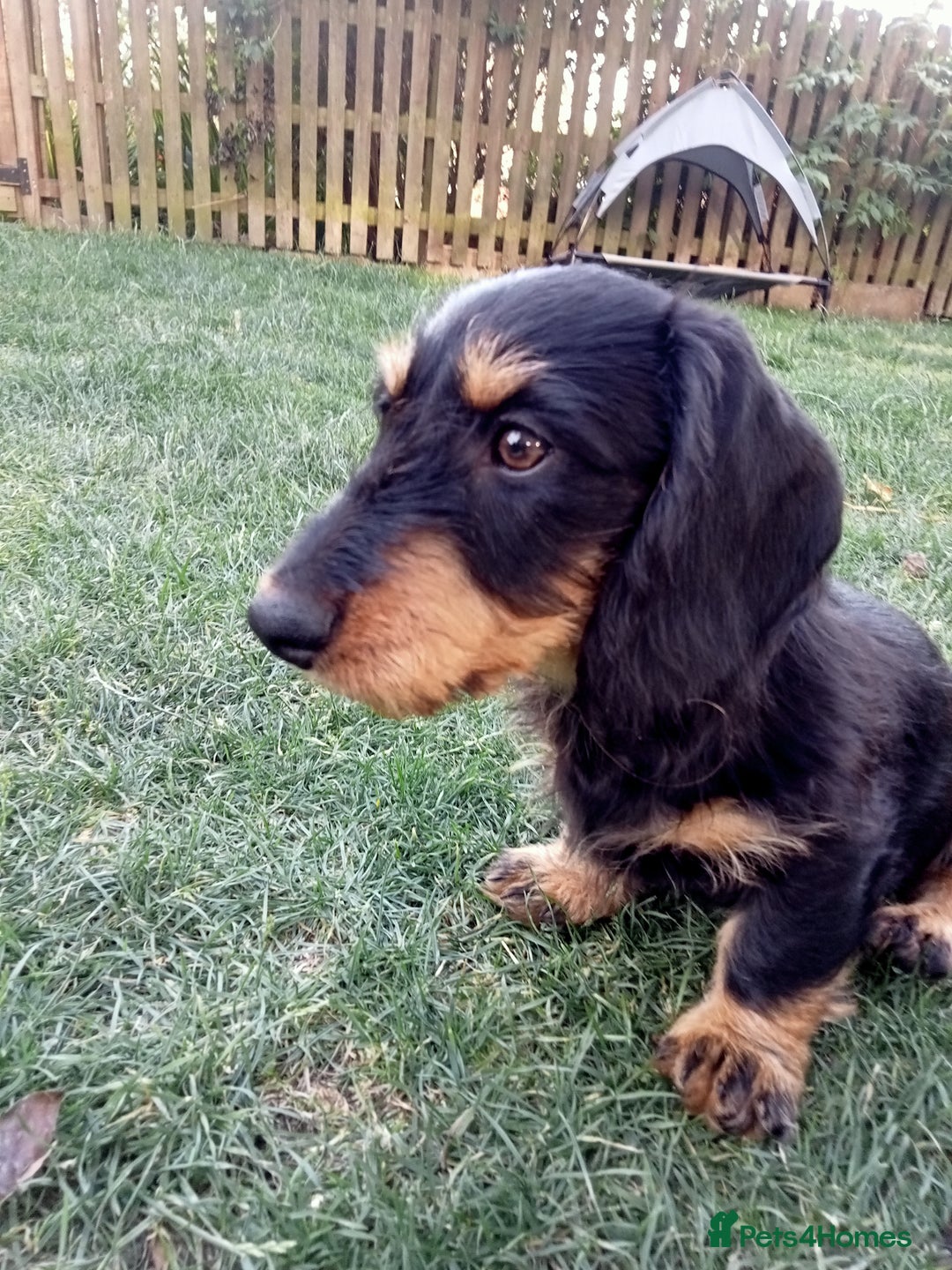 Dachshund dogs for sale: Long hair dachshund REDUCED  - Image 5