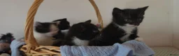 Mixed Breed cats for sale: Beautiful Kittens Looking for Loving Homes - Advert 16