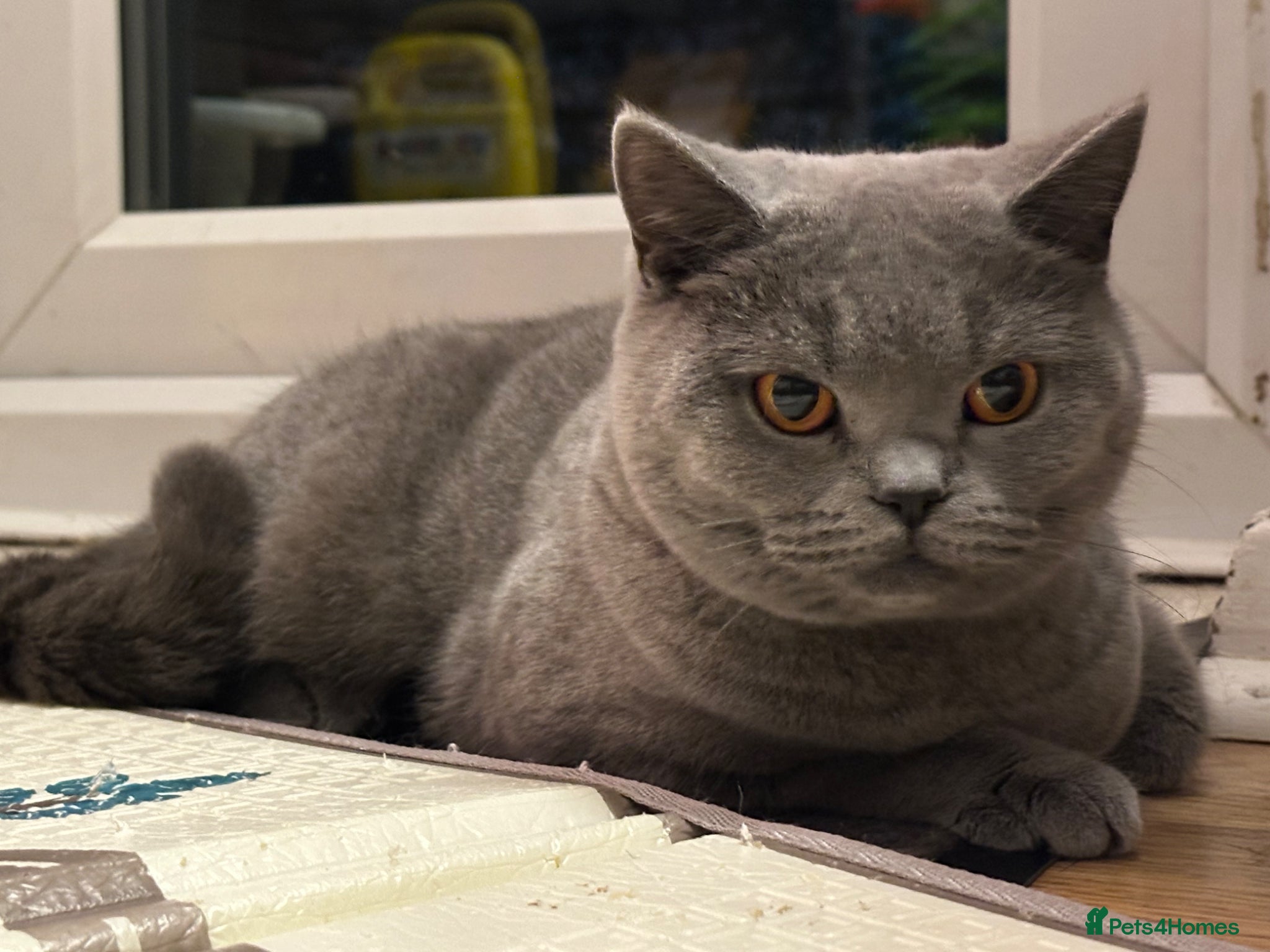 Scottish Fold cats Lovely Cat Looking for a Calm New Home 🐾 - Advert 1