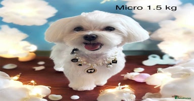 Maltese dogs in Ipswich - Advert 5