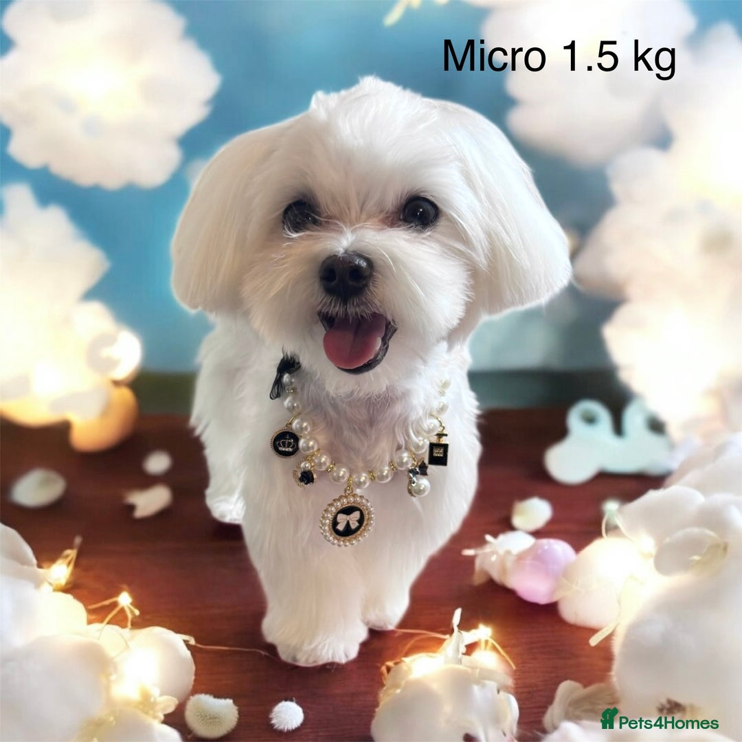 Maltese dogs for sale: ✨Exquisite KC 15 CH Maltese Brother & Sister💙💖 ✨ in Ipswich - Image 7