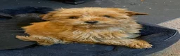 Mixed Breed dogs for sale: Yorkipoos - Advert 4