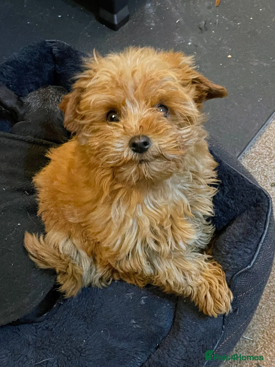 Mixed Breed dogs for sale: Yorkipoos - Advert 4