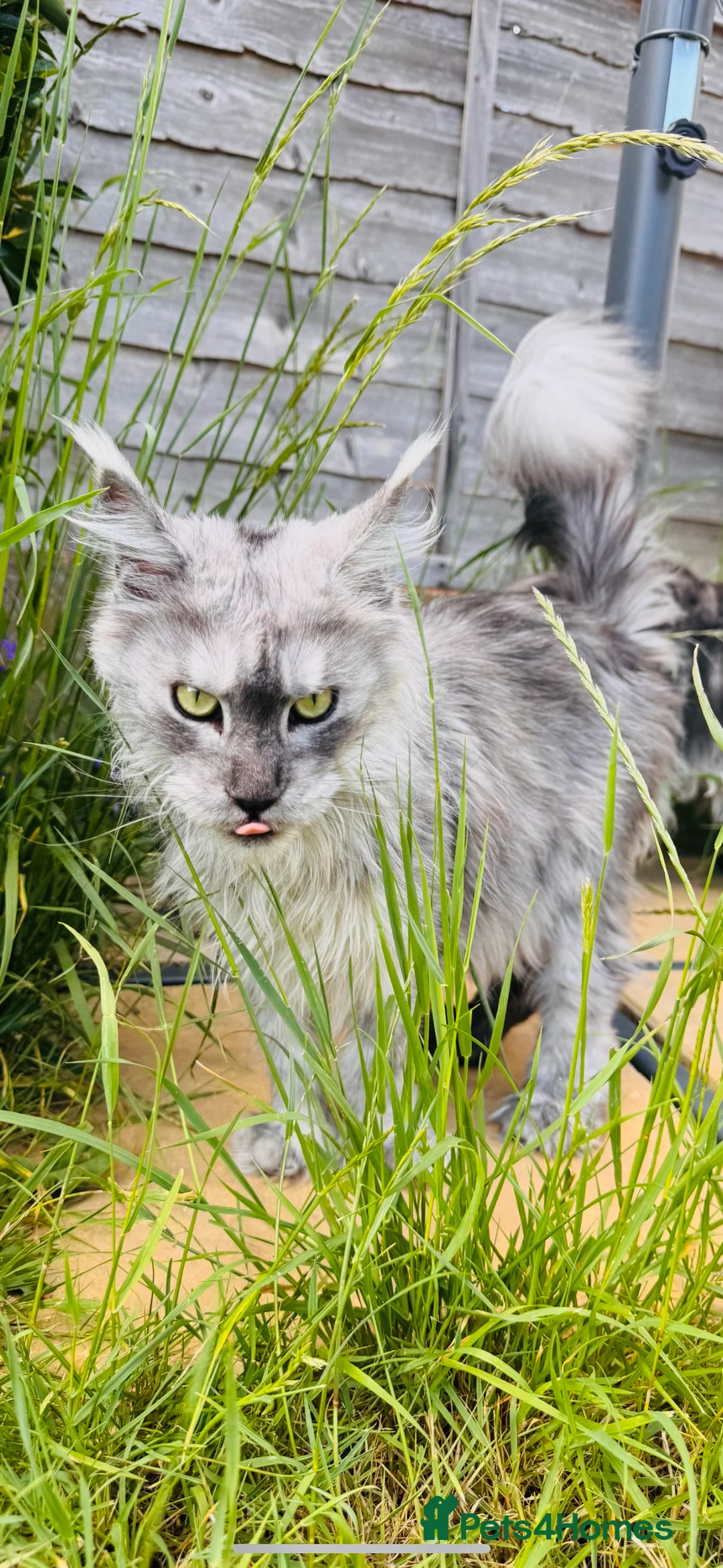 Maine Coon cats for sale: Maine coon TICA reg polydactyl DNA clear  - Advert 4