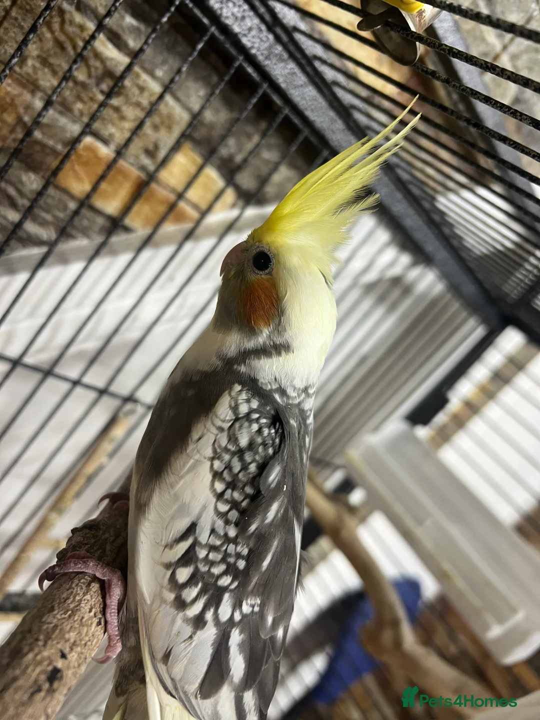 Cockatiels birds for sale: Baby Cockatiels  - Advert 10