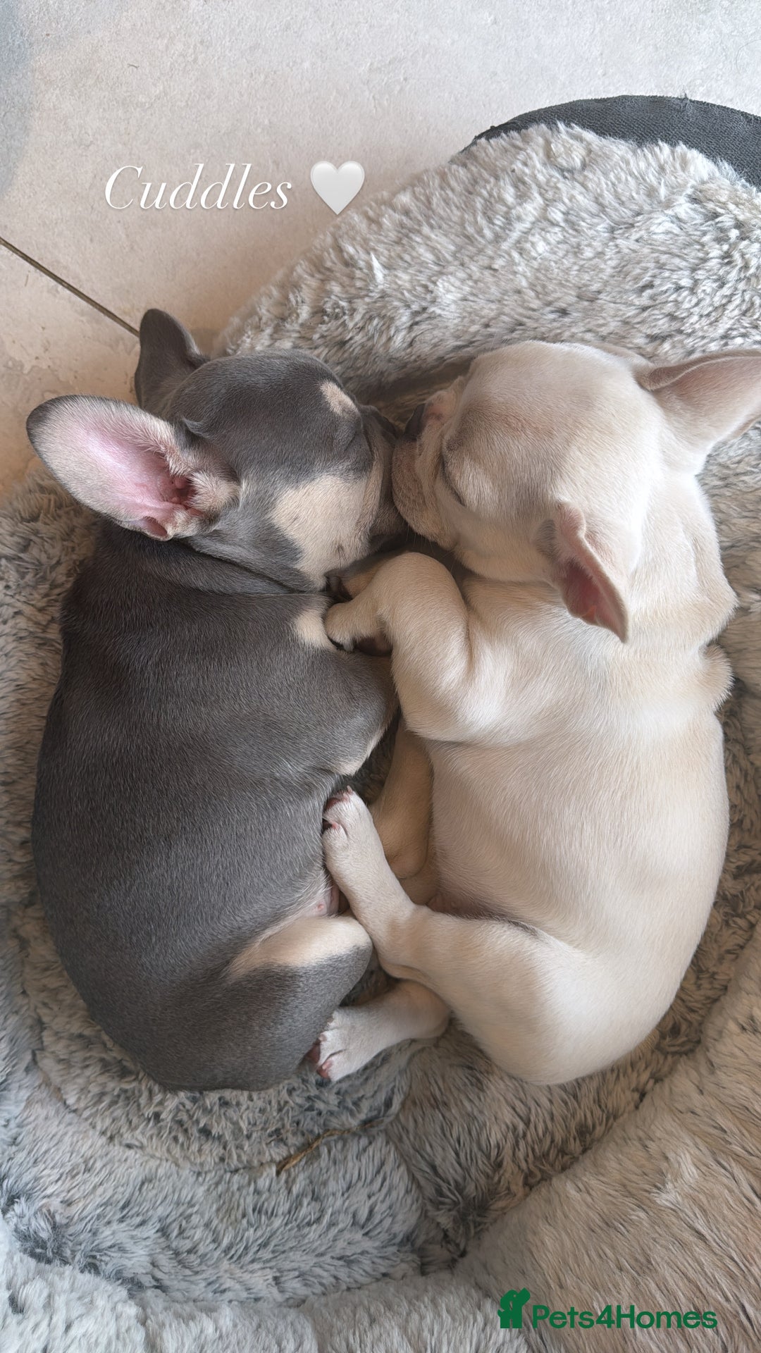 French Bulldog dogs for sale: Ready to go 2 x male French Bulldog KC registered - Image 3